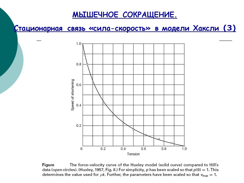 МЫШЕЧНОЕ СОКРАЩЕНИЕ.  Стационарная связь «сила-скорость» в модели Хаксли (3)